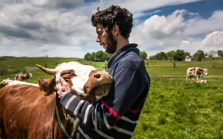 Aurelie lamour photographe corporate reportage eleveur vache.
