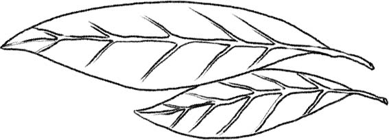 Deco feuille 7.