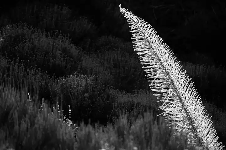 Aurelie lamour photographe reportage plume 2.