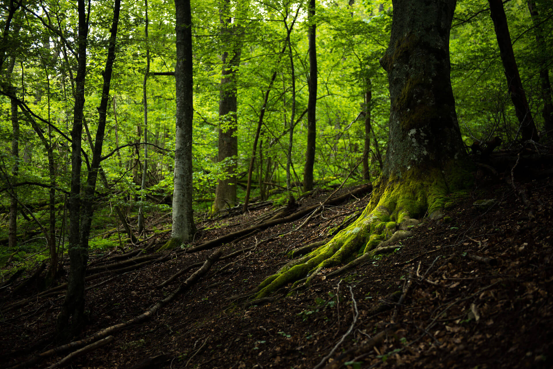 Photographe nature reportage photo valence drome montelimar photo session shooting 5.