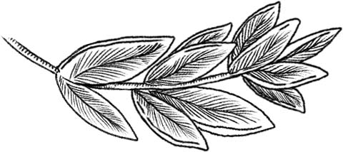 Deco feuille 5.