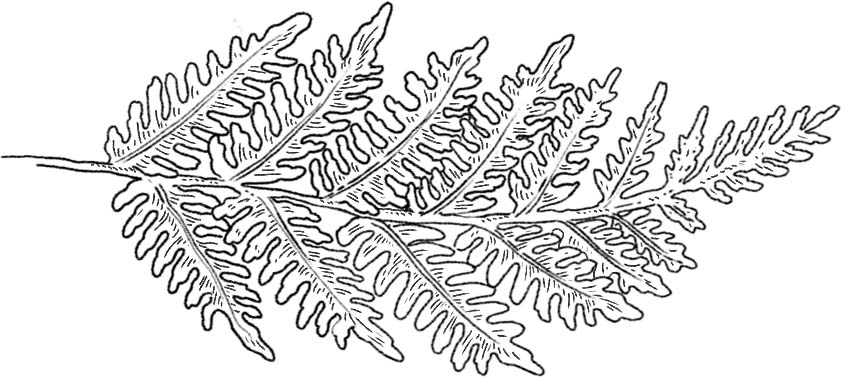 Deco feuille 3.