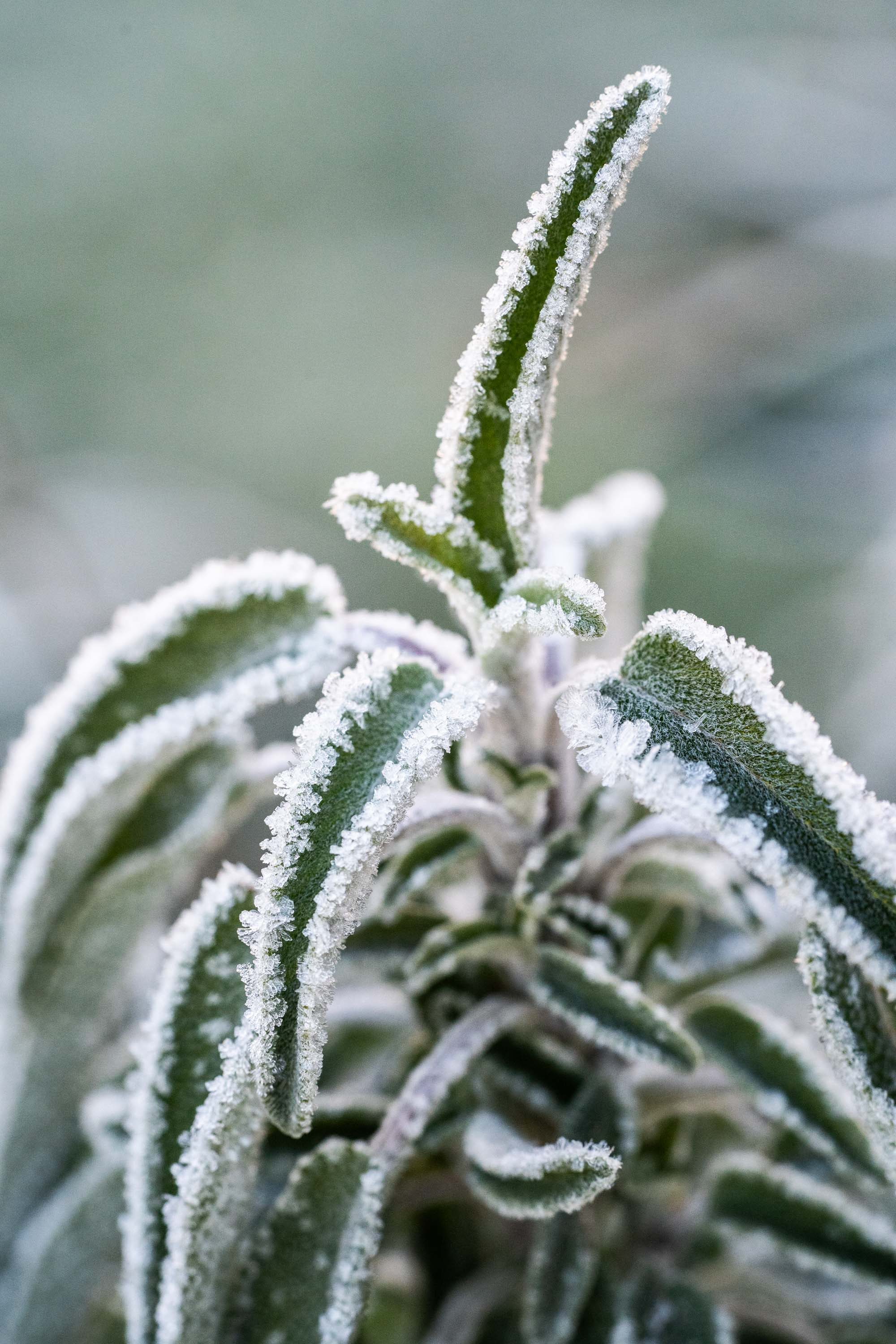 Aurelie lamour photogaphe drome nature neige goute herbe couleur hivers 6.