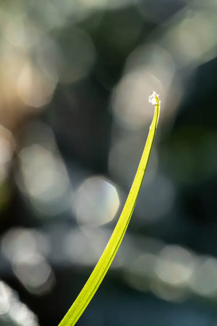 Aurelie lamour photogaphe drome nature neige goute herbe couleur hivers 10.