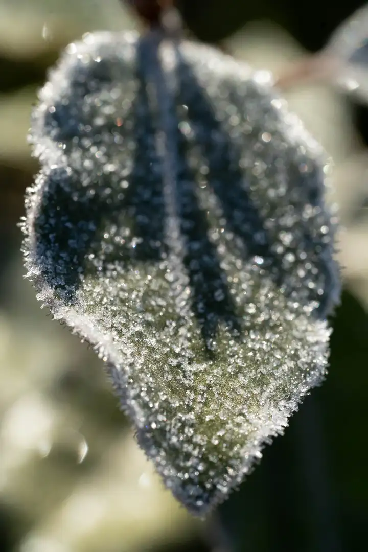 Aurelie lamour photogaphe drome nature neige goute herbe couleur hivers 2.