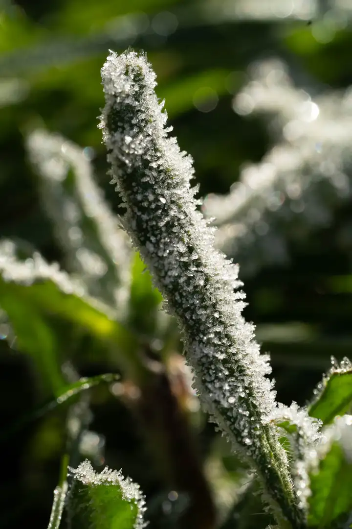 Aurelie lamour photogaphe drome nature neige goute herbe couleur hivers 5.