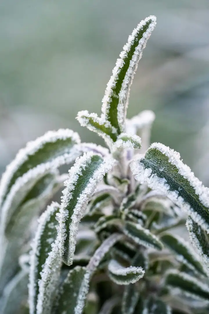 Aurelie lamour photogaphe drome nature neige goute herbe couleur hivers 6.