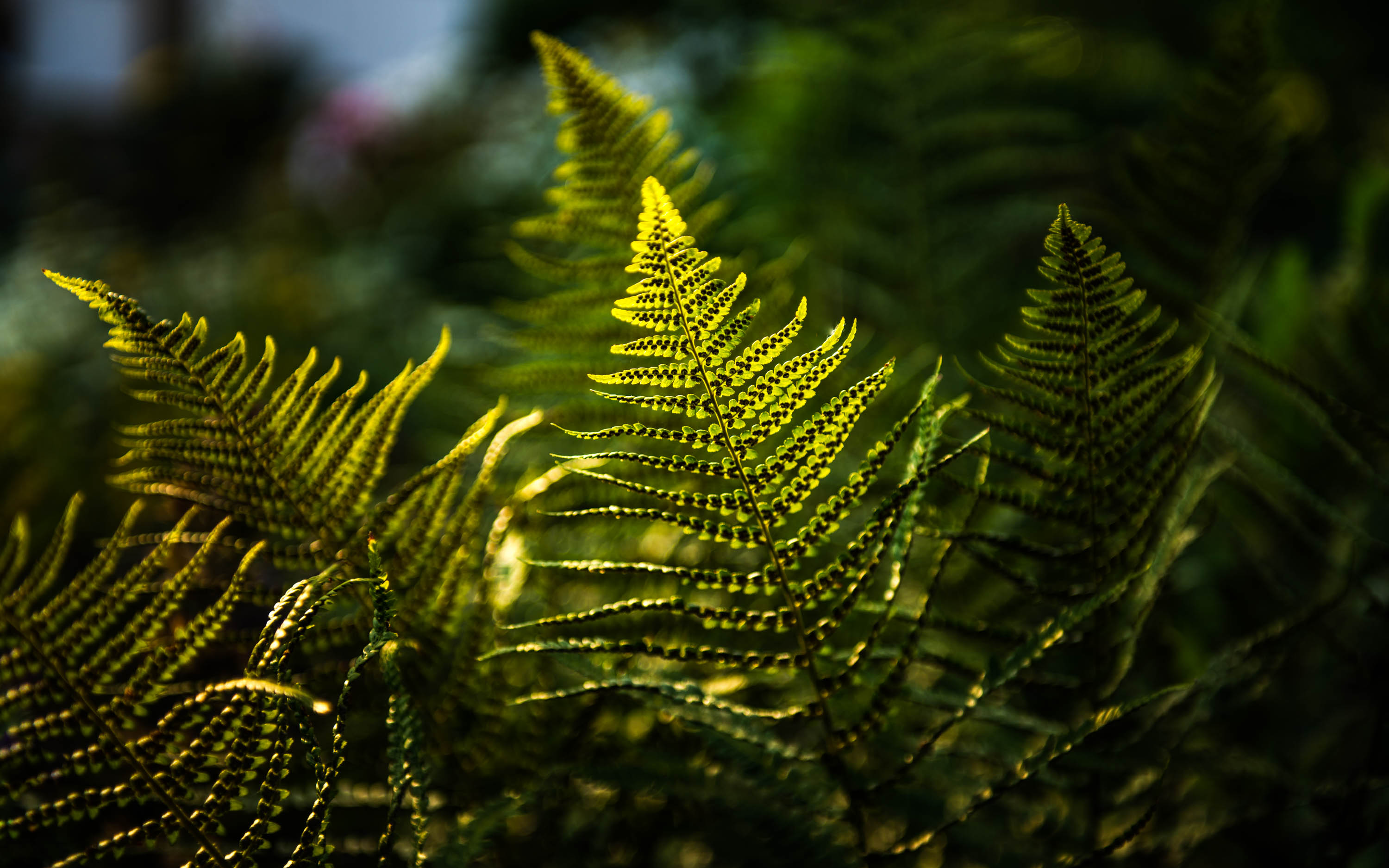 Aurelie lamour photographe reportage fougere nature.